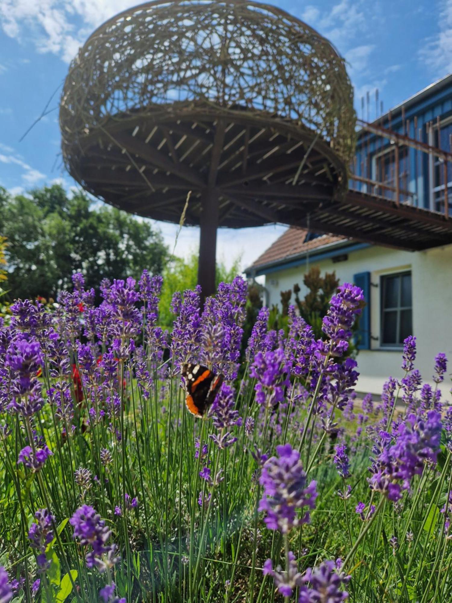 Haus Am Schilf Διαμέρισμα Wieck Εξωτερικό φωτογραφία